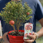 Granátové jablko (Punica granatum) ´WONDERFUL´ - výška 30-40 cm, kont. C2,6L - BONSAJ (DECO MISA)